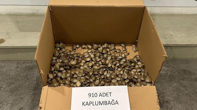Ticaret Bakanlığı'ndan su kaplumbağası operasyonu | Genel Haberler