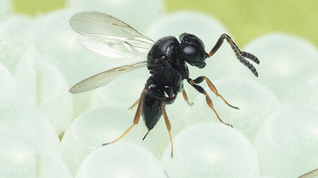 ‘Samuray’ işbaşında... 1 milyon arı haziranda bahçeye salınacak | Ekonomi Haberleri