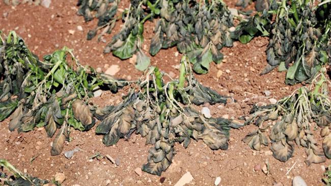 Tarladaki don cebi yakacak | Ekonomi Haberleri