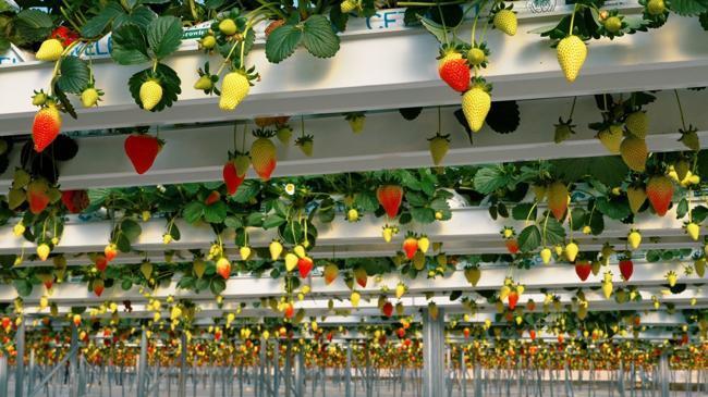 Teknolojik serada 8 ayda 450 ton kapasiteye ulaşıldı | Teknoloji Haberleri