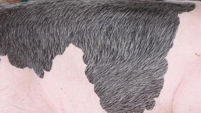 Bakanlık harekete geçti! Domuz derisi detayı... | Genel Haberler