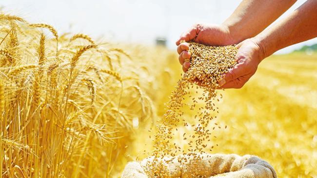 Tarımda ‘tohum’ atağı | Ekonomi Haberleri