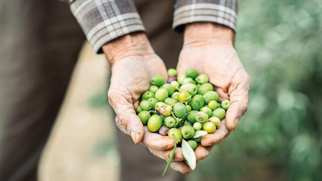 Tarım ve Orman Bakanlığı açıkladı: 13 yeni zeytin çeşidine tescil | Ekonomi Haberleri