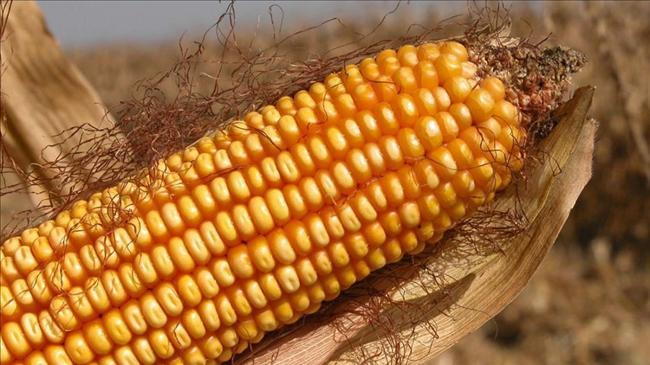 AB'den genetiği değiştirilmiş mısıra onay | Genel Haberler