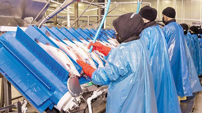 Samsun’da yerli somon harekâtı | Genel Haberler