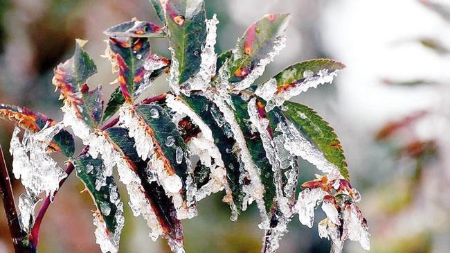 Donda bahçesi yanan çiftçi için yapılandırma talebi | Ekonomi Haberleri