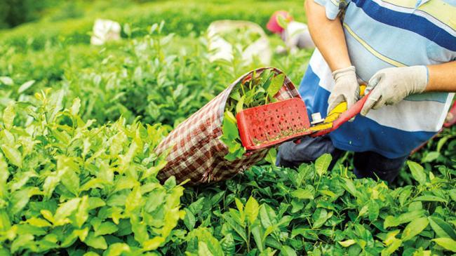 Çaydaki hesap tarlaya uymadı | Ekonomi Haberleri