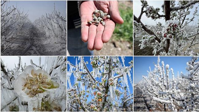 Zirai don destek ödemelerinde tarih belli oldu | Ekonomi Haberleri