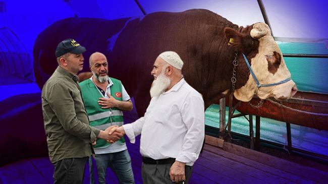 Bağcılar'da en büyük kurbanlık 'Şampiyon' oldu! 1 ton 150 kilo ağırlığında | Genel Haberler