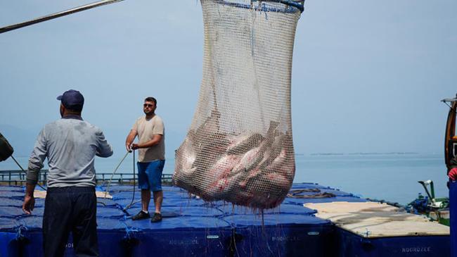 Türk somonu hasadı başladı | Ekonomi Haberleri
