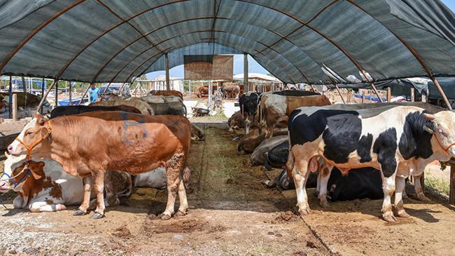İnternetten kurbanlık alacaklara önemli uyarı | Ekonomi Haberleri