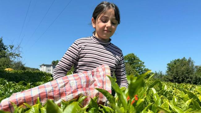 ÇAYKUR’dan kontenjan uygulaması | Ekonomi Haberleri