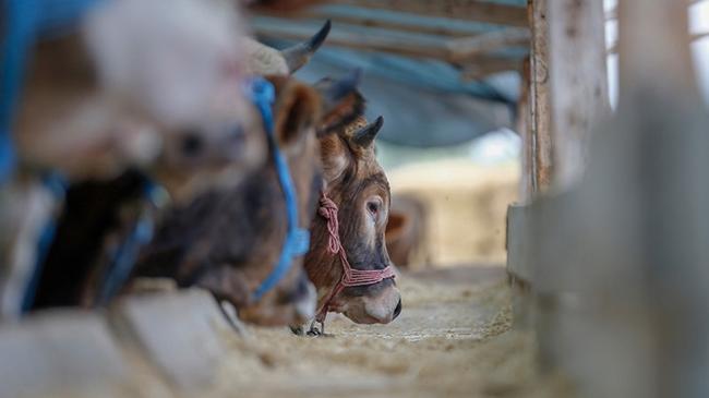 Kasaplardan kurban eti uyarısı! '20 bin ton et israf olabilir' | Ekonomi Haberleri