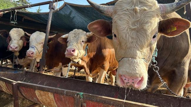 2025'te kurbanlıklara 147 milyar lira ödenecek | Ekonomi Haberleri