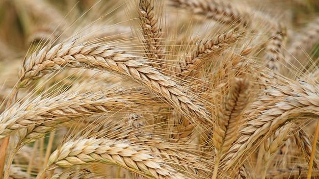 "BRICS tahıl borsası, Batı’ya bağımlılığı azaltacak" | Ekonomi Haberleri