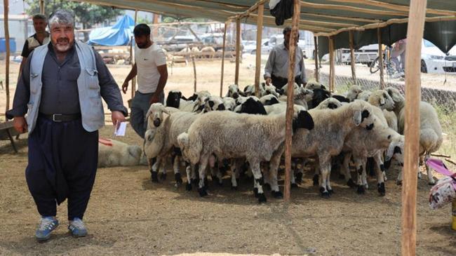Kurbanlık fiyatlarında büyük düşüş | Ekonomi Haberleri