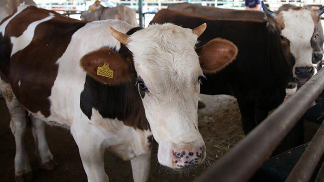 Satılamayan kurbanlıkları Et ve Süt Kurumu alacak! Fiyatlar açıklandı | Ekonomi Haberleri