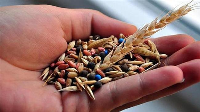 İstanbul’da dağıtılan tohumların yüzde 80’i yerli üretim | Ekonomi Haberleri