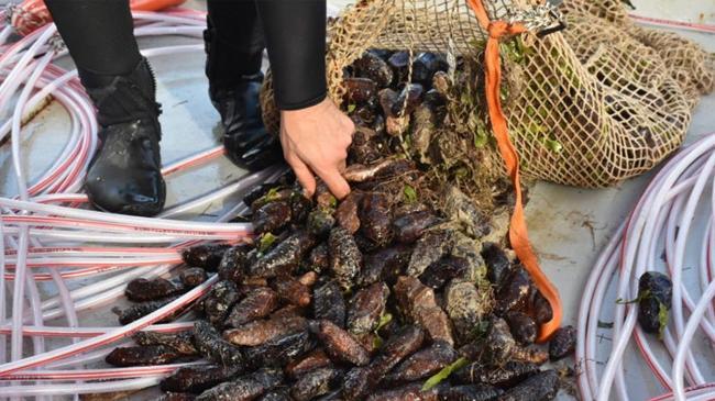 Deniz hıyarı ve beyaz kum midyesi üretimi arttı | Ekonomi Haberleri