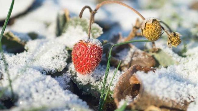 Zarar 3 yıla yayılabilir, 1 milyon işçi etkilenebilir: İşte zirai donun faturası | Ekonomi Haberleri