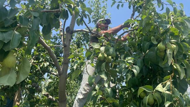 Tonlarca armut ve şeftaliyi koparıp yere atıyorlar | Ekonomi Haberleri