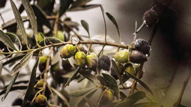 Zeytin ve madencilik aynı anda mümkün | Ekonomi Haberleri