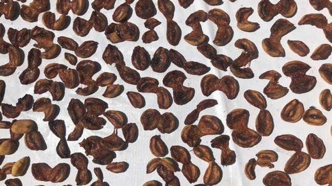 Don vurdu, kurusunun fiyatı bin lirayı aştı | Ekonomi Haberleri