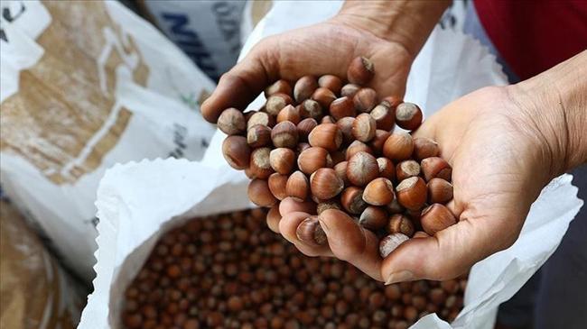 Fındık sezonu öncesi Rekabet Kurulu'ndan uyarı! | Ekonomi Haberleri