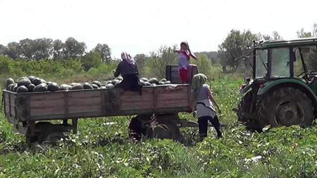 Doğu Anadolu'nun Çukurova'sında hedef 4 kez hasat | Girişim Haberleri