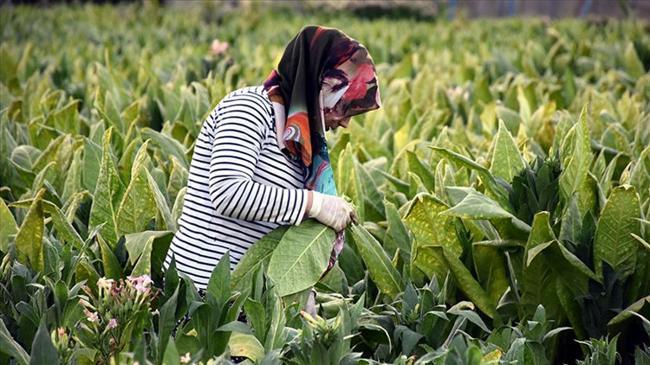 Tütün ihracatından milyar dolarlık gelir | Ekonomi Haberleri