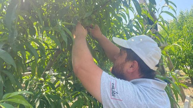 Tekleme çalışmaları başladı! Günlük 1200 TL kazanıyorlar | Ekonomi Haberleri