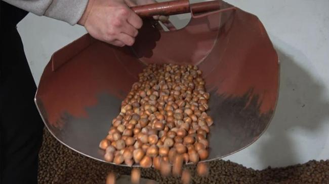 Yeni sezondan önce TMO'dan fındık hamlesi | Ekonomi Haberleri