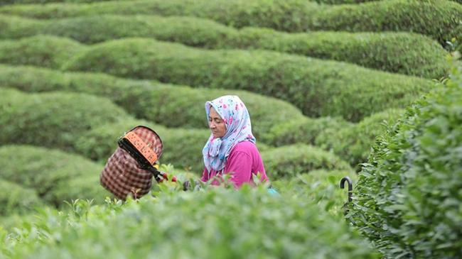 ÇAYKUR'da birinci sürgün yaş çay alımları tamamlandı | Ekonomi Haberleri