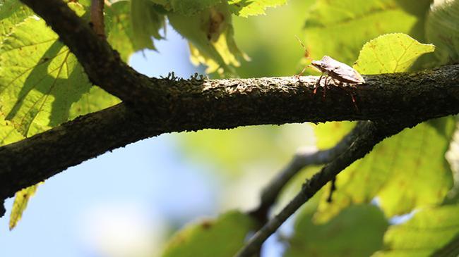 Kokarca savaşı! 1 milyon samuray arısı doğaya salınacak | Ekonomi Haberleri