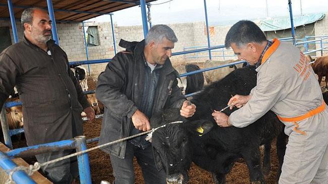 Tarım ve Orman Bakanlığı ndan yeni şap hastalığı açıklaması