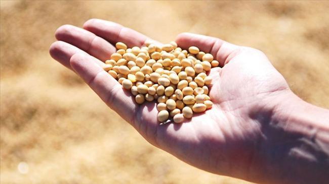 AB’den şaşırtan genetiği değiştirilmiş soya fasulyesi kararı | Ekonomi Haberleri