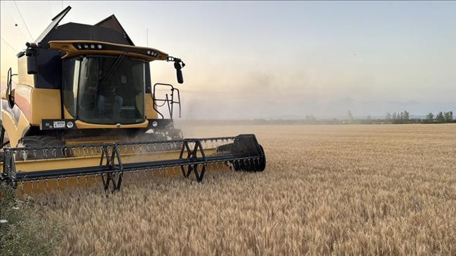 ABD, Türkiye için buğday tahminini açıkladı! | Ekonomi Haberleri