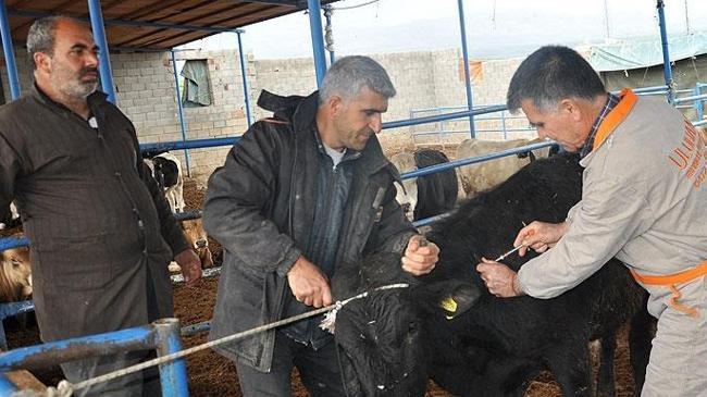 Şap hastalığı için 21 gün uyarısı! | Ekonomi Haberleri