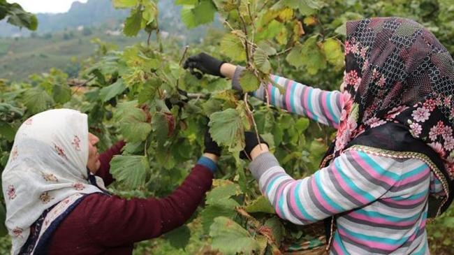 Fındık işçilerinin günlük yevmiyesi belli oldu | Ekonomi Haberleri