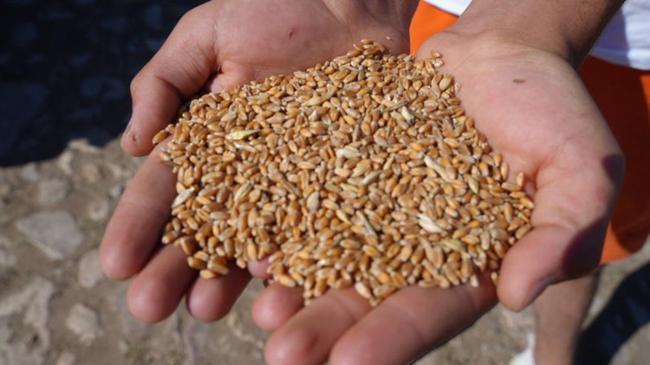 Tohum desteği için son başvuru tarihi belli oldu | Ekonomi Haberleri