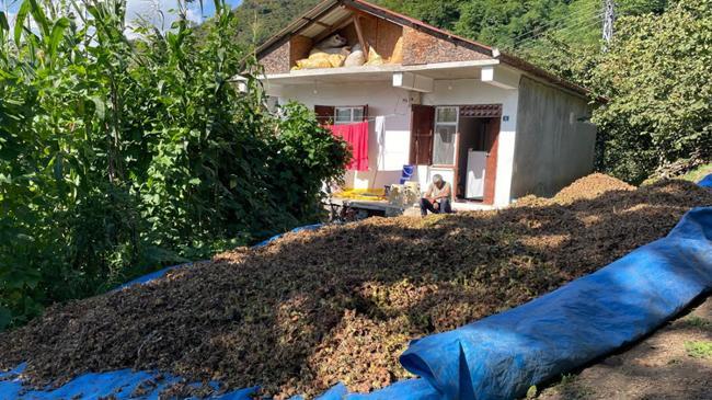 Ordu'da fındık hasadı takvimi belli oldu: İşte tarihler | Genel Haberler