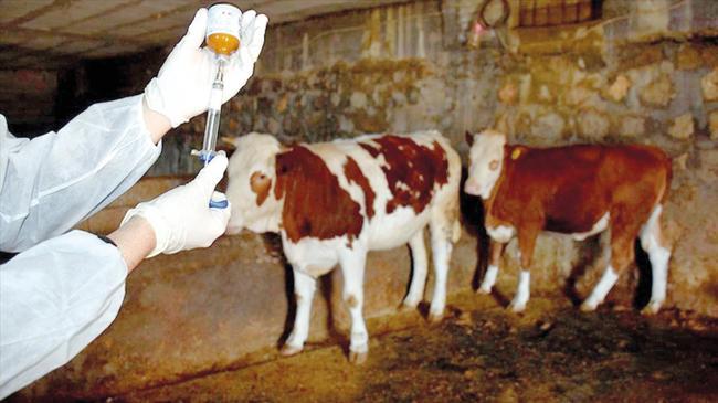 Şap hastalığına karşı haftada 1.3 milyon aşı | Ekonomi Haberleri
