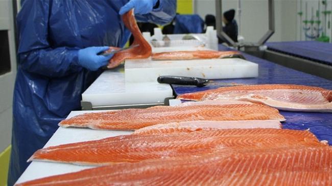 Doğu Karadeniz'den 81,5 milyon doları aşan Türk somonu ihracatı | Ekonomi Haberleri