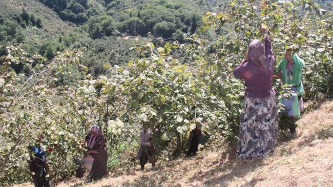 Karadeniz'de fındık hasadı başladı | Genel Haberler