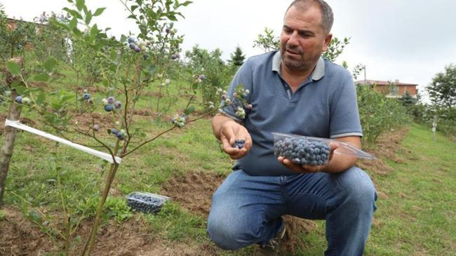 Üreticinin yüzü gülüyor! Kilosu 500 TL'den alıcı buluyor
