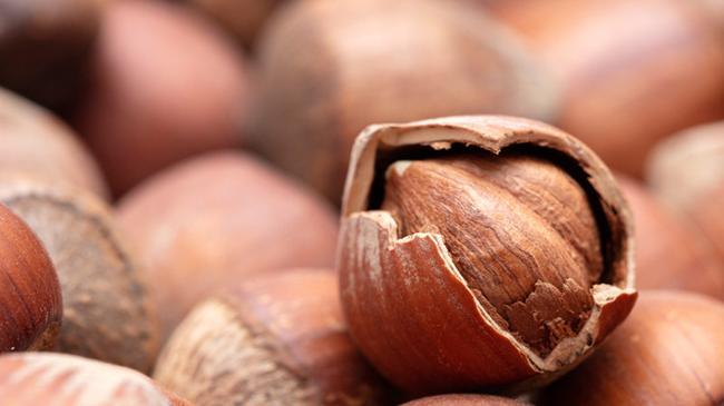 Fındık rekoltesinde bu yıl beklenti 453 bin ton | Genel Haberler