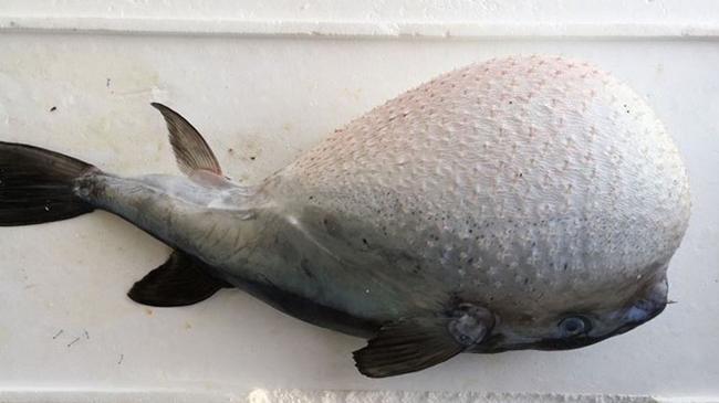 Balon balığı destekleme tutarı artırıldı | Ekonomi Haberleri