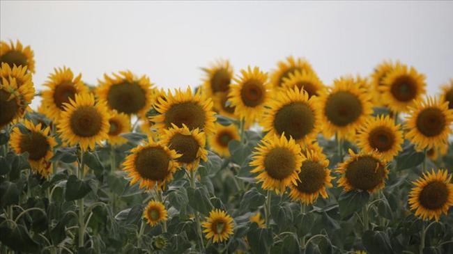Trakya Birlik, ayçiçeği ön alım fiyatını açıkladı | Ekonomi Haberleri