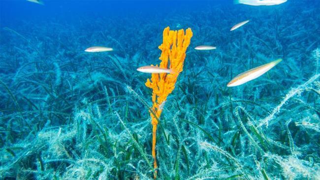 Bakan Kurum: Pina ve deniz çayırları Marmara'ya nefes oluyor | Genel Haberler