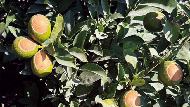 Narenciye 52 derecede yandı | Ekonomi Haberleri